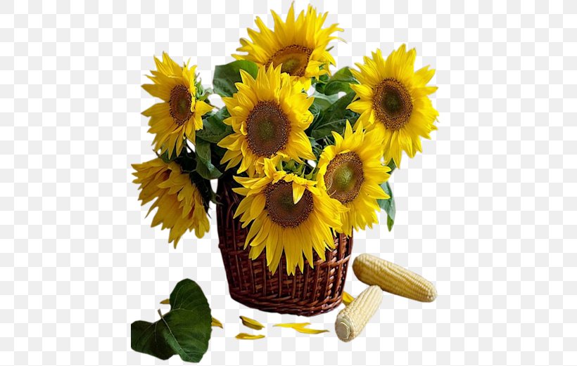 Common Sunflower Clip Art, PNG, 480x521px, Common Sunflower, Cut Flowers, Daisy Family, Floral Design, Floristry Download Free
