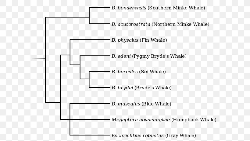 La Plata Dolphin Cetacea Fin Whale Phylogenetic Tree Phylogenetics, PNG, 640x464px, Watercolor, Cartoon, Flower, Frame, Heart Download Free
