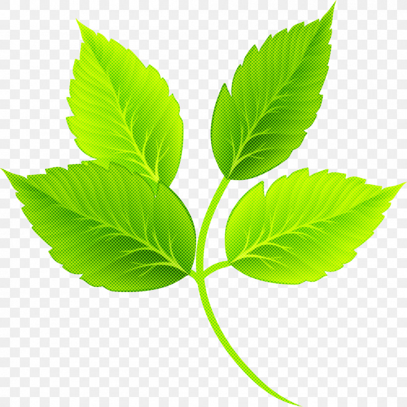 Leaf Plant Stem Herbal Medicine Tree Plant, PNG, 1001x1001px, Leaf, Biology, Herbal Medicine, Plant, Plant Stem Download Free