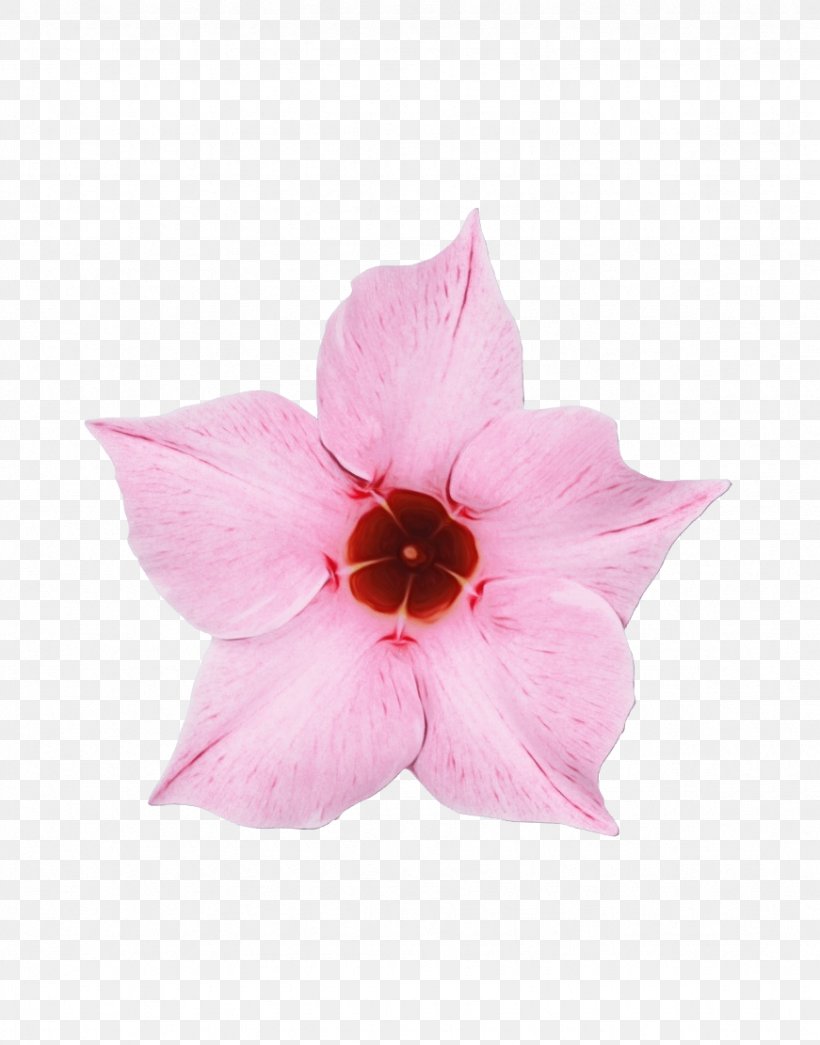 Petal Pink Flower Plant Herbaceous Plant, PNG, 871x1111px, Watercolor, Flower, Herbaceous Plant, Hibiscus, Impatiens Download Free