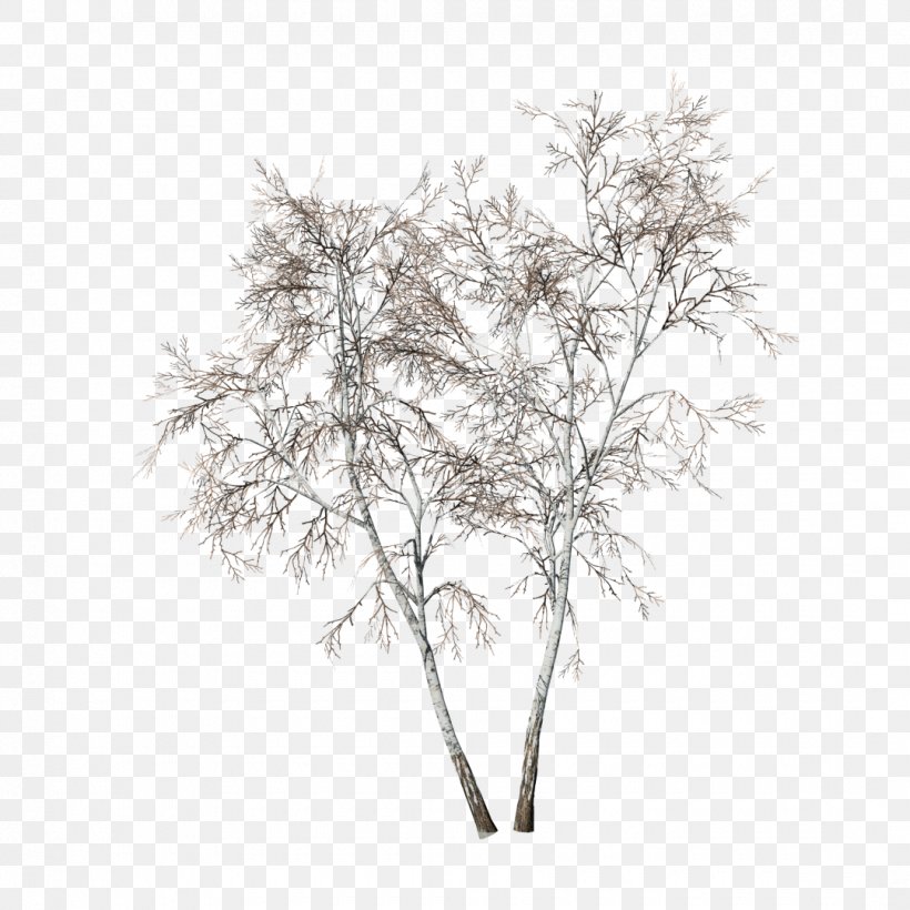 Searsia Lancea Searsia Pendulina Paper Birch Tree Drawing, PNG, 1080x1080px, Searsia Lancea, Artist, Birch, Black And White, Branch Download Free