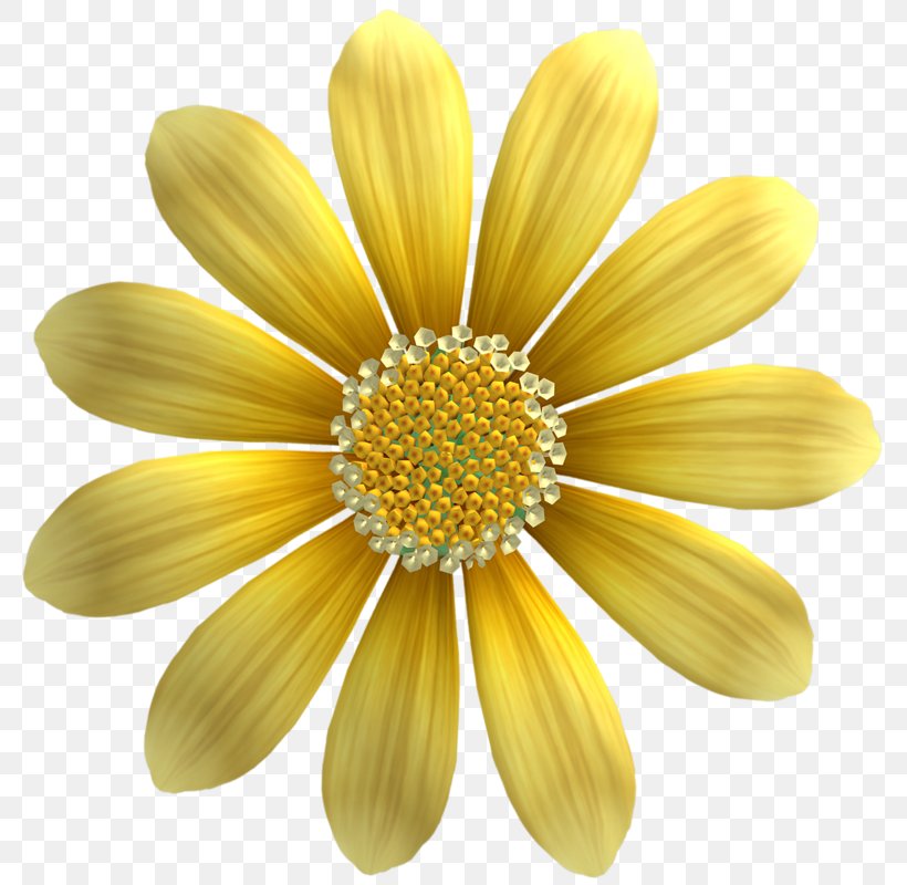 Common Sunflower Yellow Sunflower Seed Gold, PNG, 791x800px, Common Sunflower, Chrysanths, Daisy, Daisy Family, Flower Download Free