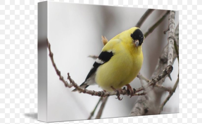 Finches Chickadee Fauna Beak Feather, PNG, 650x504px, Finches, Beak, Bird, Branch, Chickadee Download Free