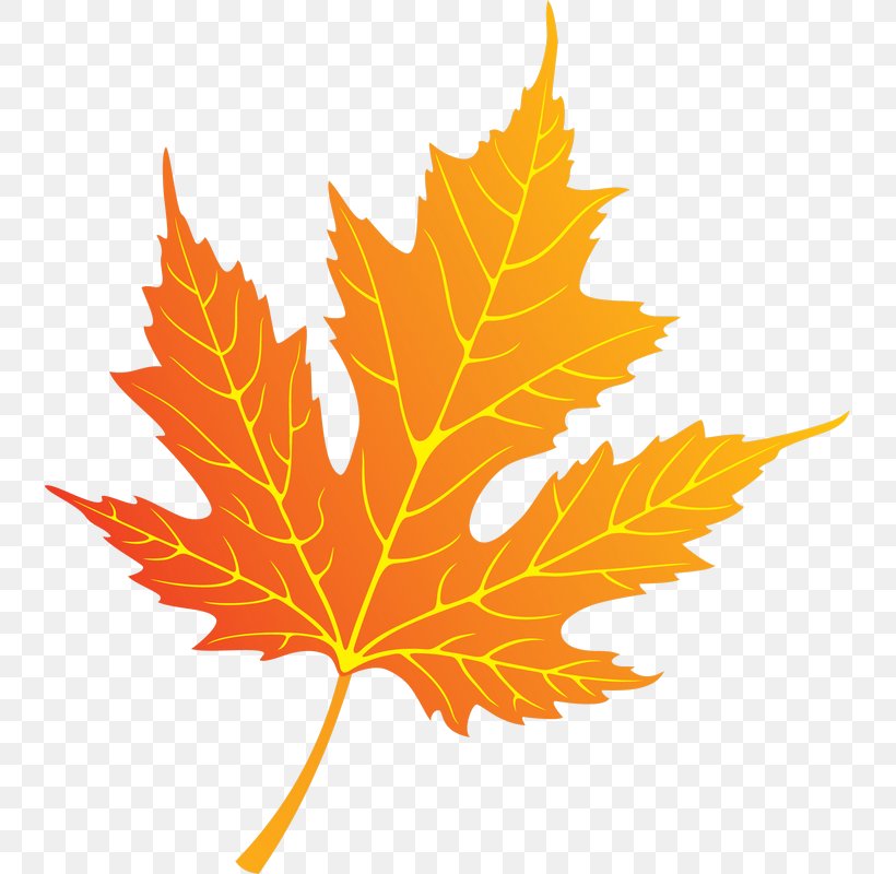 Leaf Vecteur, PNG, 737x800px, Leaf, Art, Autumn, Autumn Leaf Color, Branch Download Free