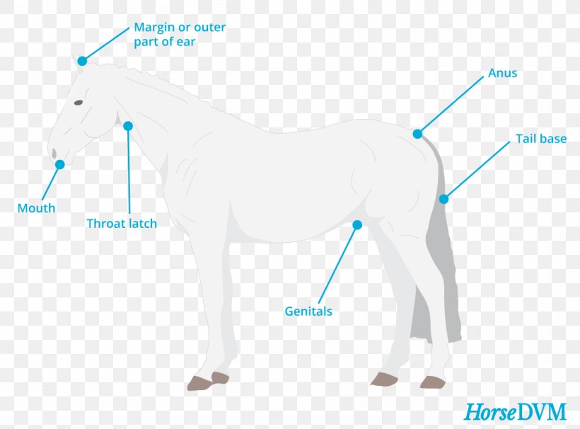 Mane Mustang Stallion Halter Pack Animal, PNG, 1102x815px, Mane, Diagram, Fictional Character, Halter, Horse Download Free