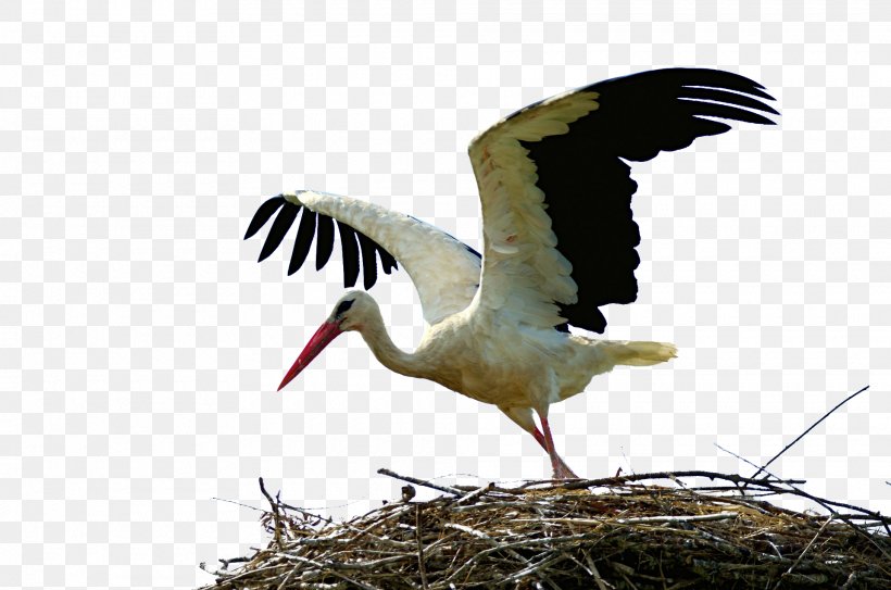 White Stork Bird Crane Wader Animal Migration, PNG, 1920x1272px, White Stork, Animal, Animal Migration, Beak, Bird Download Free
