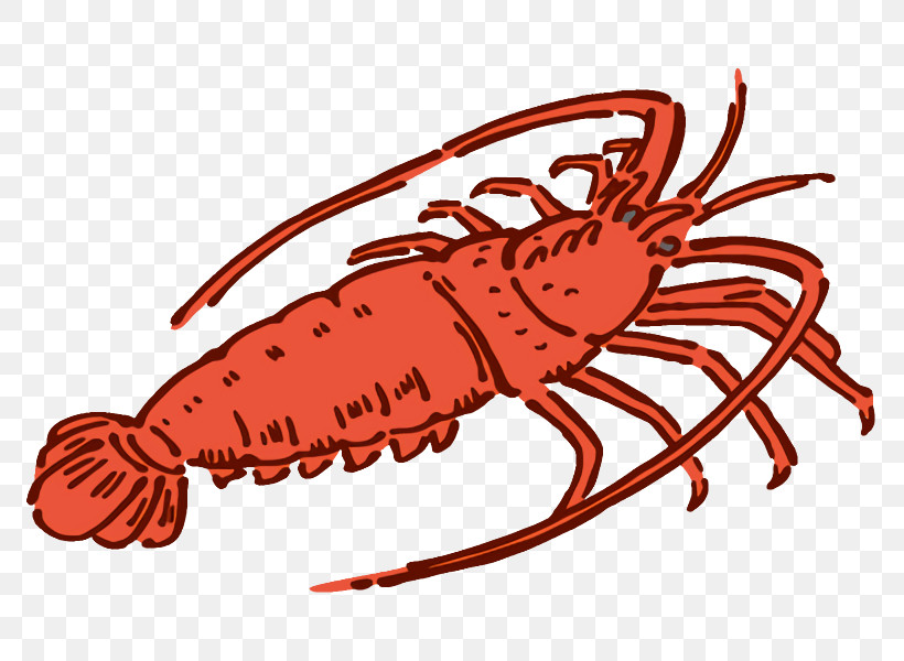 American Lobster European Lobster Spiny Lobster Dungeness Crab Crayfish, PNG, 800x600px, American Lobster, Crab M, Crabs, Crayfish, Dungeness Crab Download Free