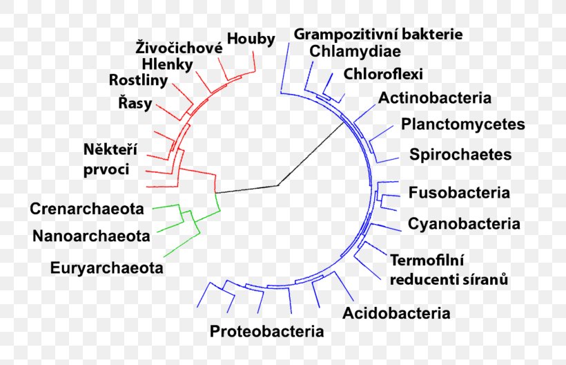 Bacteria Archaeans Domain Kingdom Prokaryote, PNG, 800x528px, Bacteria, Animal, Archaeans, Area, Biology Download Free