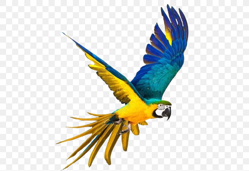 Parrot Stock Photography Royalty-free Macaw, PNG, 455x562px, Parrot, Beak, Bird, Budgie, Feather Download Free