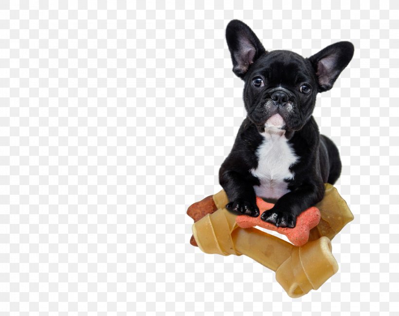 French Bulldog Shar Pei Bichon Frise Puppy, PNG, 2300x1823px, French Bulldog, Bichon Frise, Breed, Bulldog, Calendar Download Free