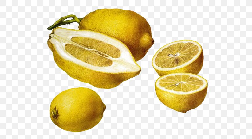 Meyer Lemon Citron Fruit Illustration, PNG, 564x453px, Lemon, Botanical Illustration, Botany, Citric Acid, Citron Download Free