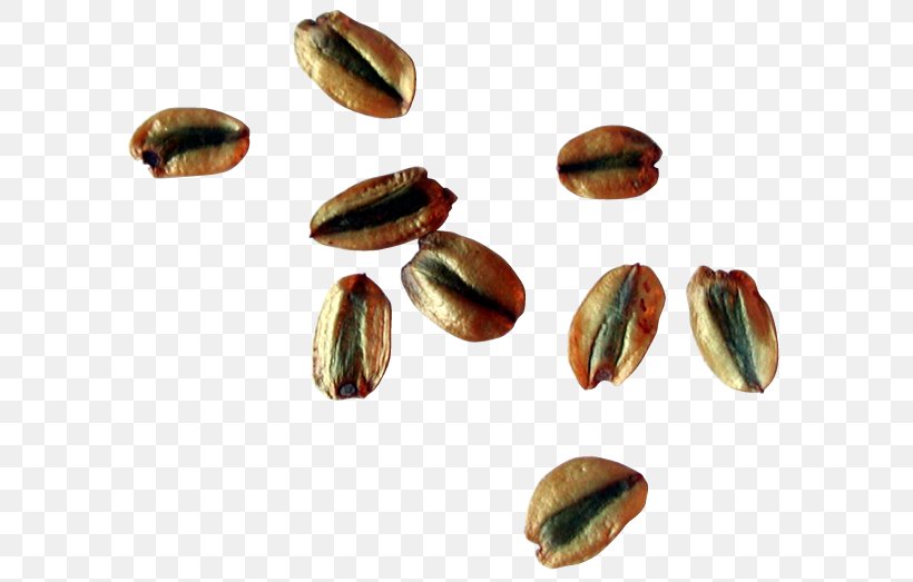 Nut Food Tree Pistachio Ingredient, PNG, 658x523px, Nut, Commodity, Food, Giant Sequoia, Ingredient Download Free