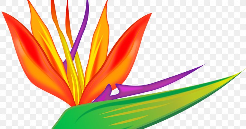 TeachersPayTeachers Petal Leaf Clip Art, PNG, 1000x525px, Teacher, Flora, Flower, Gift, Gift Card Download Free