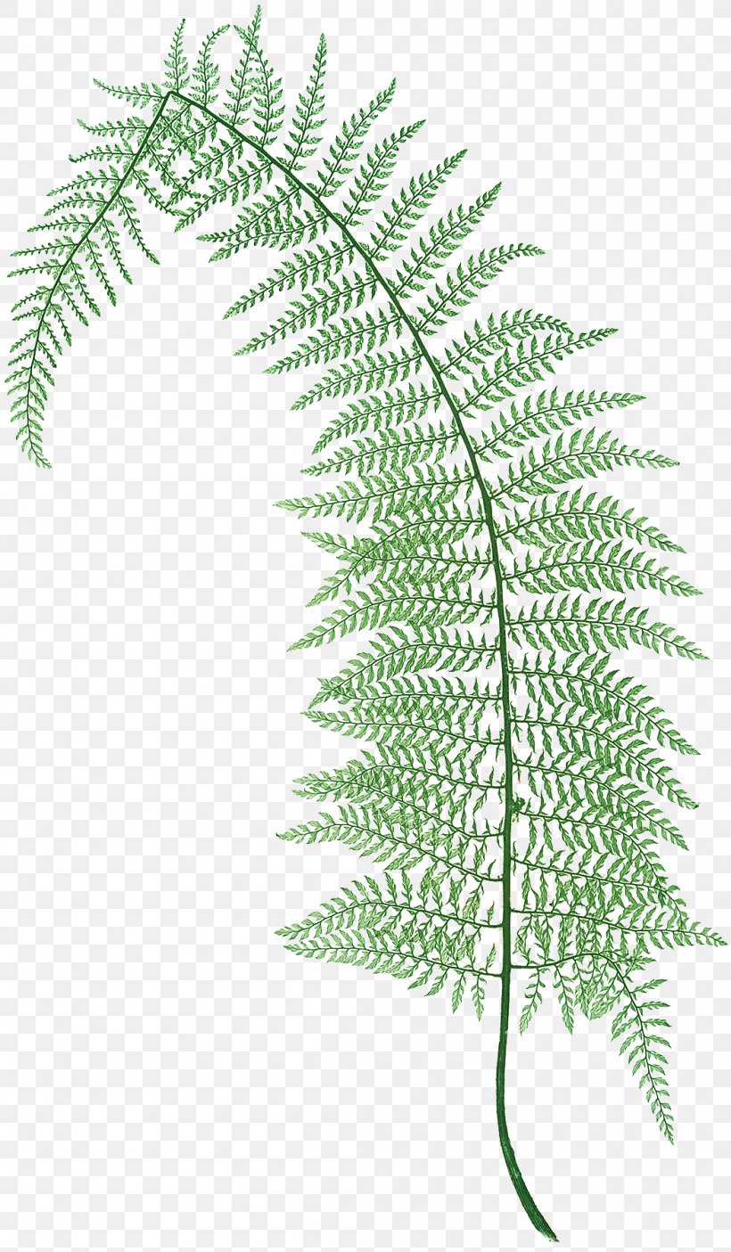 The Ferns Of Great Britain And Ireland Polystichum Setiferum Polystichum Aculeatum Polystichum Lonchitis, PNG, 1050x1800px, Fern, Botany, Branch, Drawing, Dryopteridaceae Download Free