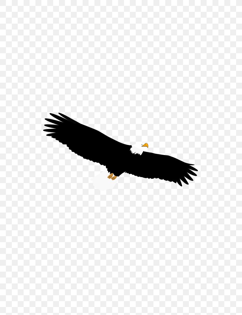 Bald Eagle Bird Of Prey Accipitriformes, PNG, 800x1067px, Bald Eagle, Accipitriformes, Beak, Bird, Bird Of Prey Download Free