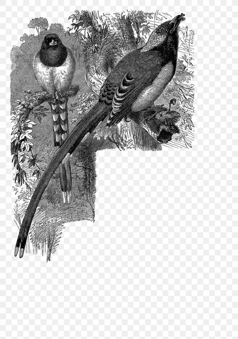 Beak Feather Wildlife White Tail, PNG, 1123x1600px, Beak, Bird, Black And White, Branch, Fauna Download Free