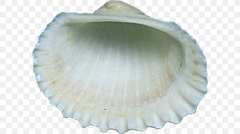 Cockle Clam Scallop Seashell, PNG, 600x459px, Cockle, Baltic Clam, Clam, Clams Oysters Mussels And Scallops, Conch Download Free