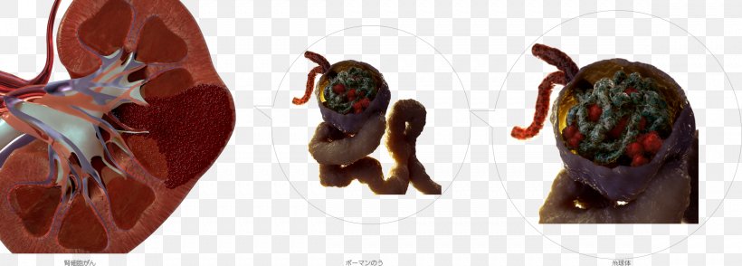 Kidney Bowman's Capsule Clip Art, PNG, 2337x839px, Kidney, Animation, Dainippon Sumitomo Pharma Co Ltd, Ear, Excretory System Download Free