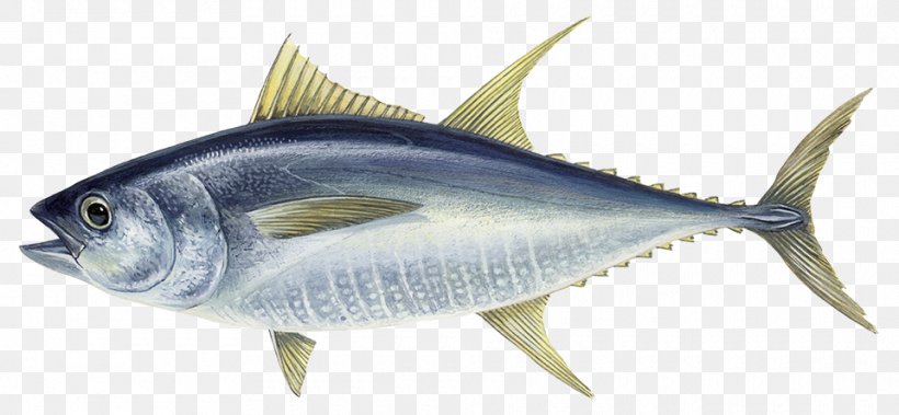 Atlantic Bluefin Tuna Albacore Yellowfin Tuna Da Hui Fish, PNG, 960x444px, Atlantic Bluefin Tuna, Albacore, Anchovy, Bonito, Bony Fish Download Free