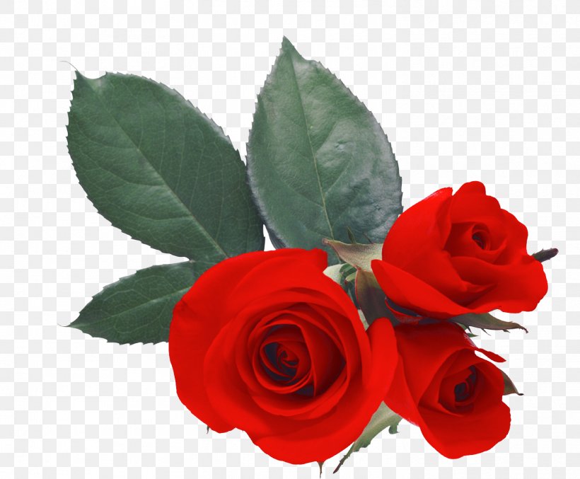 Desktop Wallpaper Love Rose Heart, PNG, 1471x1216px, Love, Cut Flowers, Emotion, Floribunda, Flower Download Free