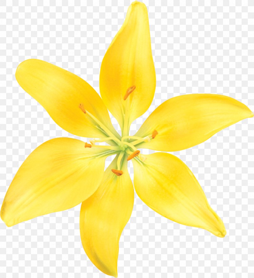 Lilium Yellow Flower Drawing, PNG, 1096x1200px, Lilium, Cartoon, Color