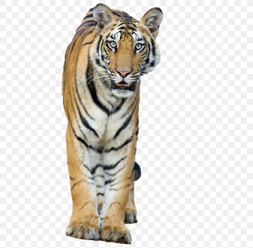 National Tiger Conservation Authority Roar Whiskers, PNG, 536x803px, Tiger, Bengal Tiger, Big Cat, Big Cats, Carnivoran Download Free