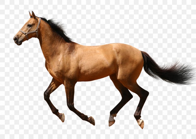 American Quarter Horse Pony Equestrian Equine Anatomy Stock Photography, PNG, 927x656px, American Quarter Horse, Animal Figure, Back, Buckskin, Collection Download Free
