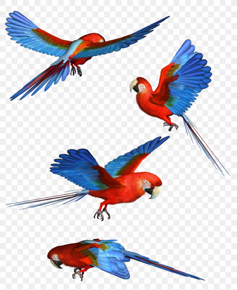 Bird Parrot Macaw Clip Art, PNG, 1024x1252px, Bird, Beak, Common Pet Parakeet, Display Resolution, Fauna Download Free