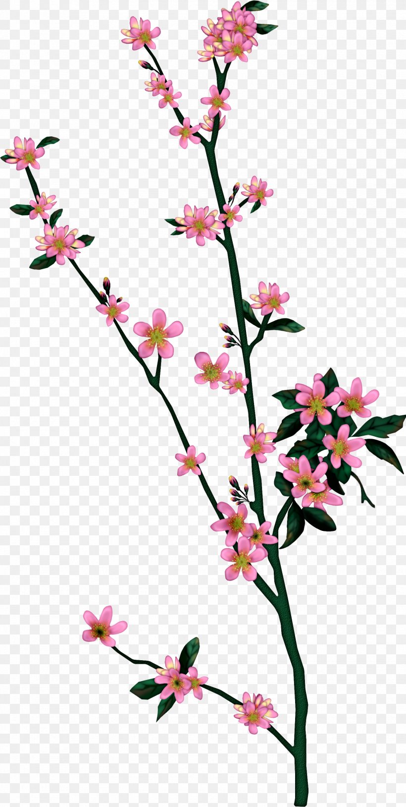 Branch Tree Drawing Leaf Blossom, PNG, 1523x3025px, Branch, Blossom, Cherry Blossom, Cut Flowers, Drawing Download Free