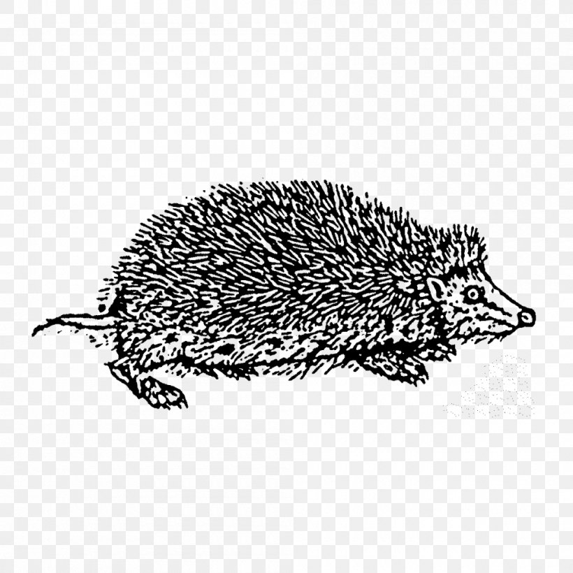 Domesticated Hedgehog Echidna Drawing Porcupine, PNG, 1000x1000px, Domesticated Hedgehog, Black And White, Domestication, Drawing, Echidna Download Free
