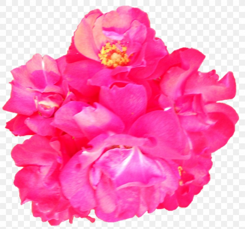 Garden Roses Cabbage Rose Cut Flowers Peony Petal, PNG, 1086x1017px, Garden Roses, Cabbage Rose, Cut Flowers, Flower, Flowering Plant Download Free