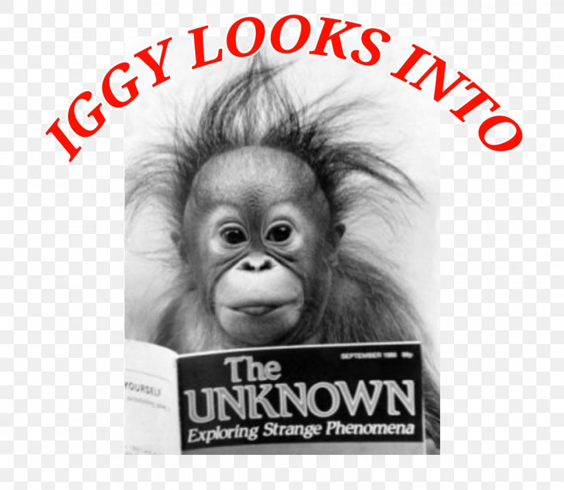 Orangutan Ape Welsh Jokes Poster, PNG, 1475x1282px, Orangutan, Allposterscom, Ape, Art, Artcom Download Free