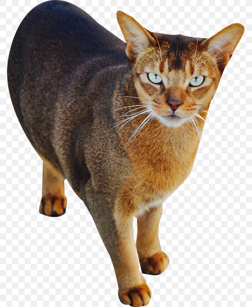 Abyssinian Chausie American Wirehair Sokoke Manx Cat, PNG, 773x1000px, Abyssinian, Aegean Cat, American Wirehair, Asian, Australian Mist Download Free