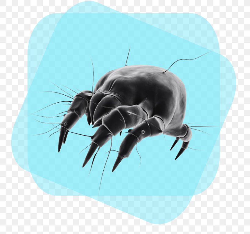 House Dust Mites Bed Bug Cleaning, PNG, 768x768px, Mite, Allergen, Allergy, Bed Bug, Bed Bug Bite Download Free