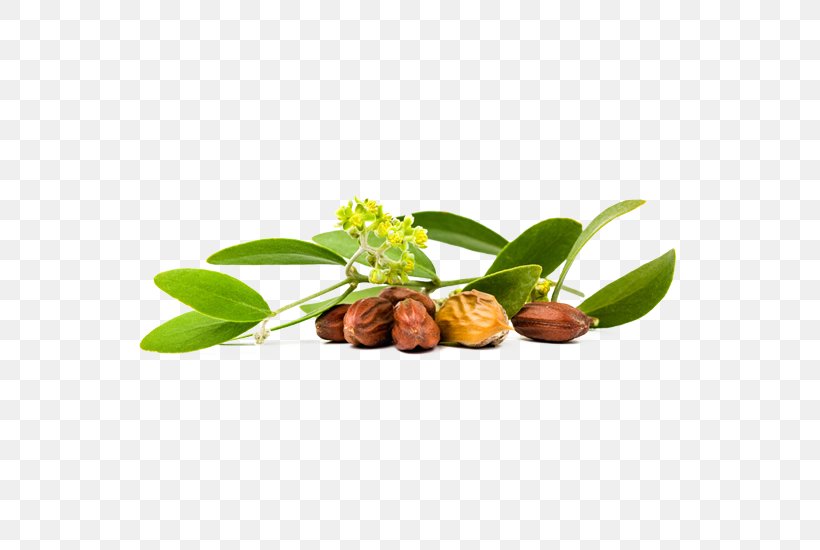 Jojoba Oil Carrier Oil Seed Oil, PNG, 550x550px, Jojoba, Amaranth Oil, Apricot Oil, Carrier Oil, Cosmetics Download Free