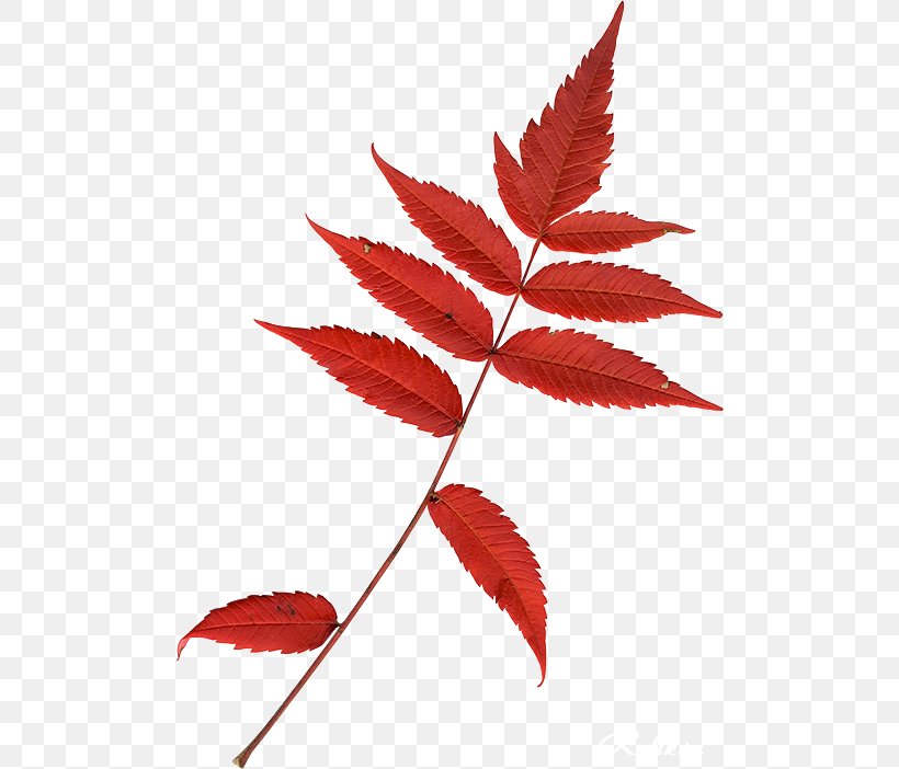 Leaf Clip Art, PNG, 500x702px, Leaf, Blog, Branch, Maple Leaf, Plant Download Free