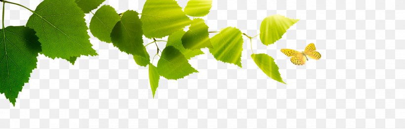 Air Ioniser Ionization Leaf Alternative Health Services, PNG, 2536x810px, Air Ioniser, Air, Air Purifiers, Alternative Health Services, Alternative Medicine Download Free