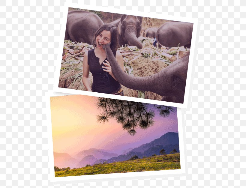 Chiang Mai Work And Travel USA Travel Visa Photomontage Picture Frames, PNG, 533x627px, Chiang Mai, Experience, Photomontage, Picture Frame, Picture Frames Download Free