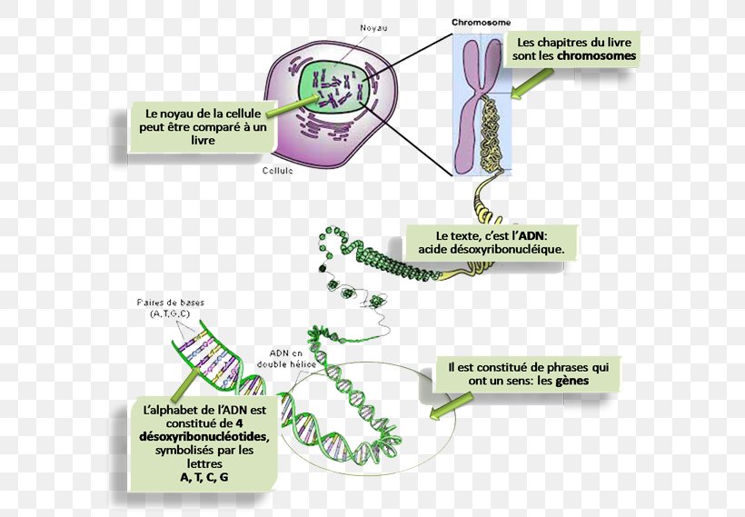 Eukaryotic Chromosome Structure DNA Gene Homologous Chromosome, PNG, 600x569px, Chromosome, Area, Cell, Diagram, Dna Download Free