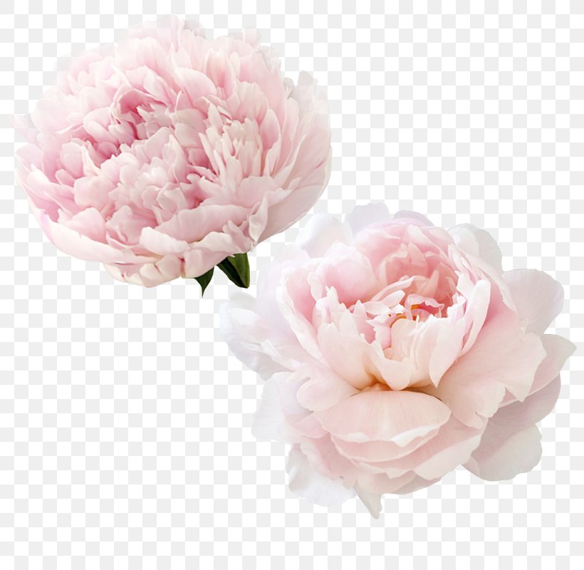 Garden Roses Peony Centifolia Roses Flower, PNG, 800x800px, Garden Roses, Artificial Flower, Centifolia Roses, Cut Flowers, Flower Download Free