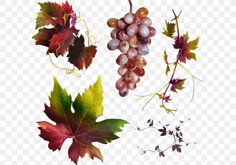 Grape Leaves Autumn IFolder, PNG, 600x574px, Grape, Autumn, Depositfiles, Email, Flowering Plant Download Free