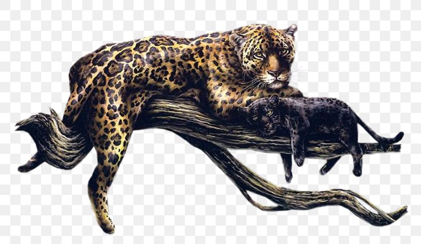 Leopard Cheetah Felidae Cat, PNG, 800x476px, Leopard, Animaatio, Animal, Big Cat, Big Cats Download Free