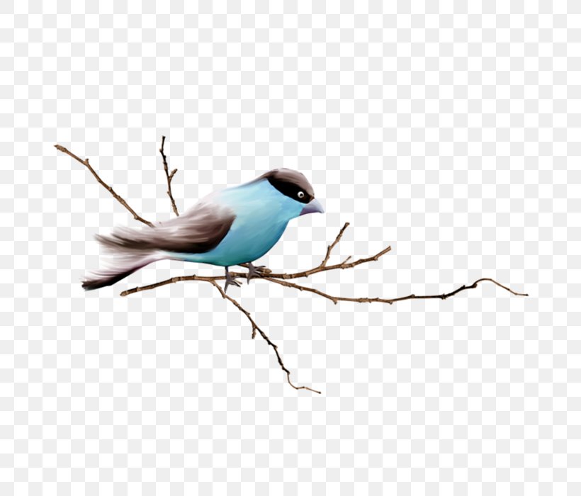 Bird Sparrow Branch, PNG, 700x700px, Bird, Beak, Branch, Color, Drawing Download Free