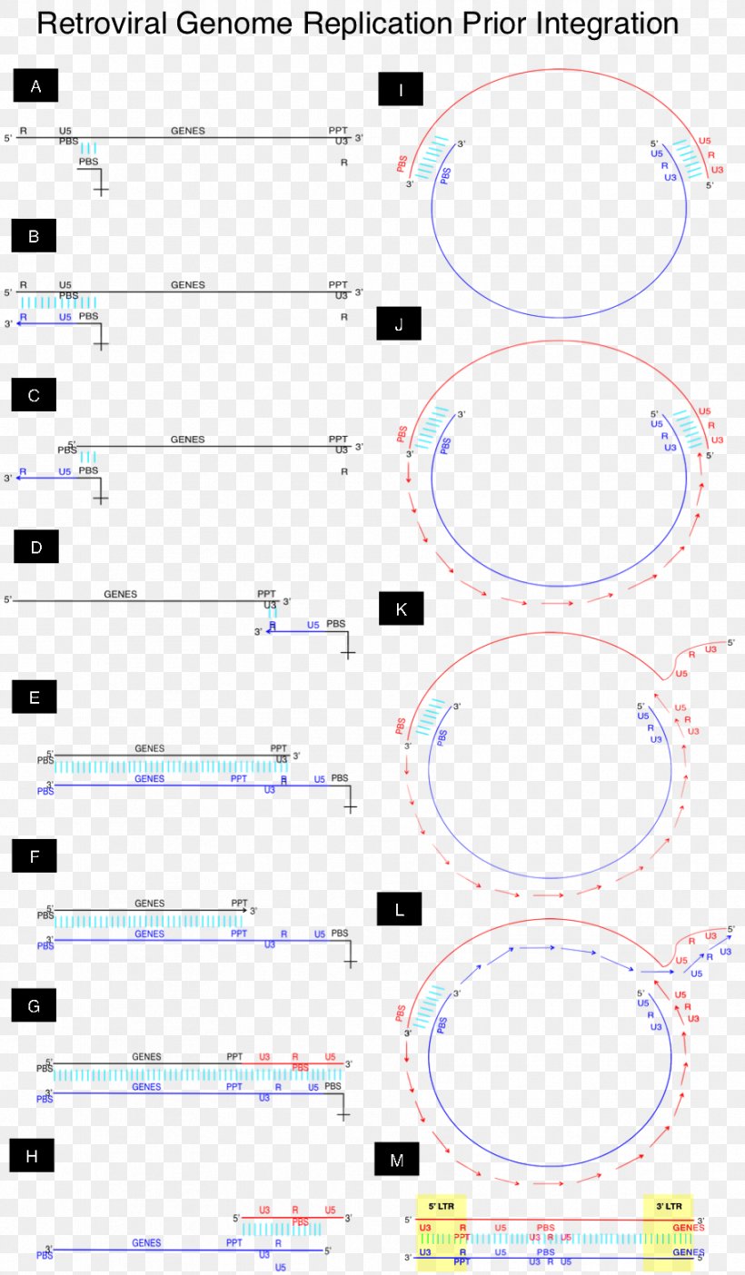 DNA Replication Retrovirus RNA Sense, PNG, 912x1562px, Dna, Area, Diagram, Dna Replication, Genome Download Free