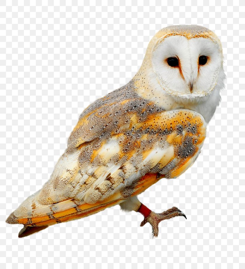Owl Bird Birthday Blingee, PNG, 806x900px, Owl, Animation, Beak, Bird, Bird Of Prey Download Free