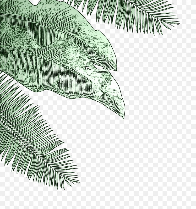 Palm Tree, PNG, 1439x1534px, Tree, Branch, Elaeis, Leaf, Palm Tree Download Free