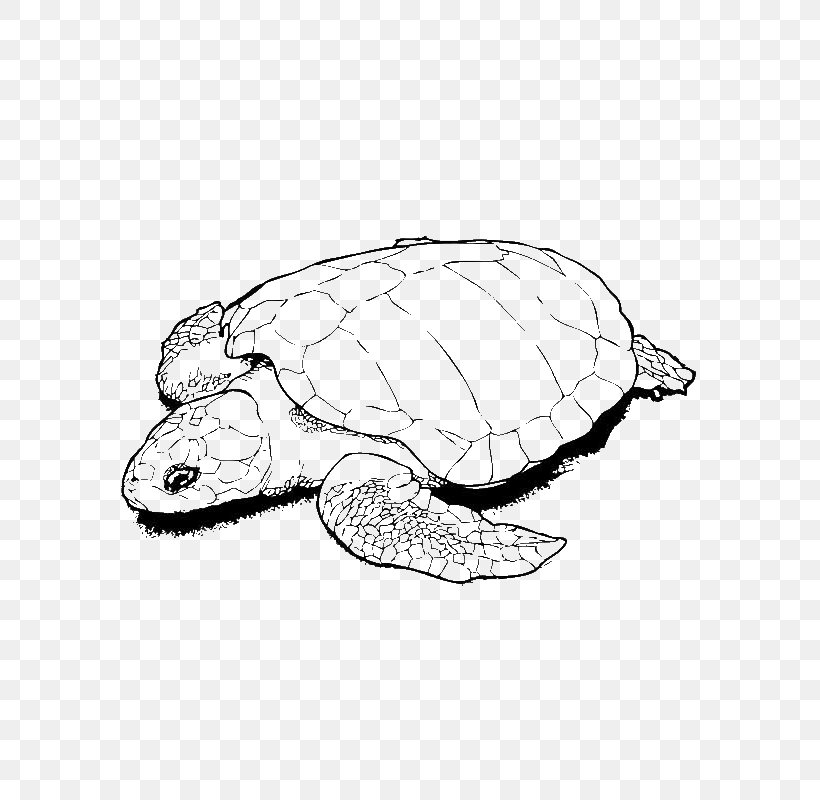 Sea Turtle Background, PNG, 600x800px, Turtle, Animal, Box Turtle, Chelydridae, Coloring Book Download Free