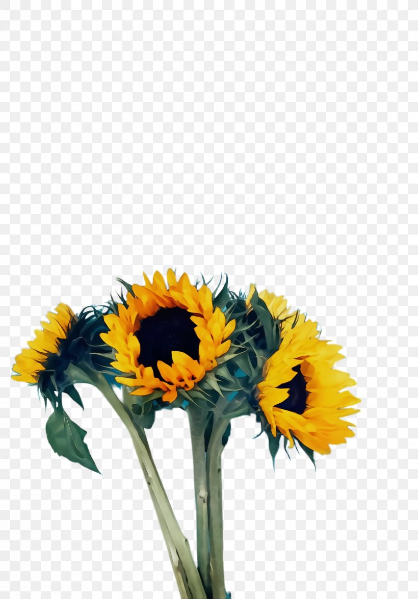 Sunflower Watercolor, PNG, 1672x2396px, Watercolor, Amino, Artificial Flower, Asterales, Barberton Daisy Download Free