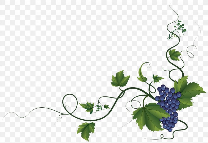 Common Grape Vine Wine Clip Art, PNG, 3229x2215px, Common Grape Vine, Branch, Flora, Floral Design, Flower Download Free