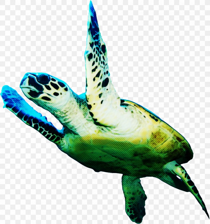Sea Turtle Background, PNG, 864x924px, Loggerhead Sea Turtle, Animal, Green Sea Turtle, Hawksbill Sea Turtle, Kemps Ridley Sea Turtle Download Free